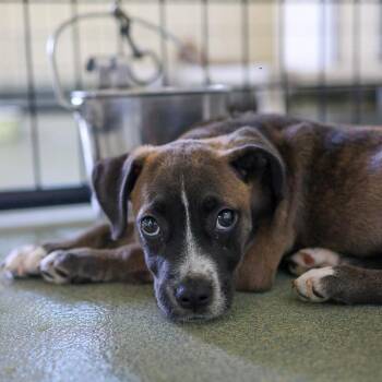 Bogey -  Mixed Breed Dog for Adoption in Bradenton, Florida - Bogey | PetCurious
