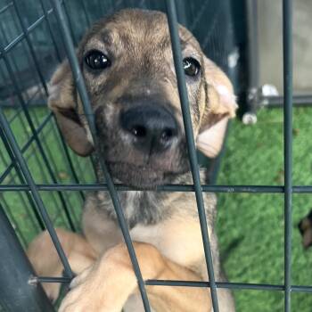 Rescue Mixed Breed Dogs for Adoption in Venice, Florida - Marvin | PetCurious