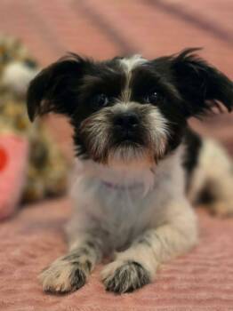 Verity -  Shih Tzu Dog for Adoption in Phoenix, Arizona - Verity | PetCurious
