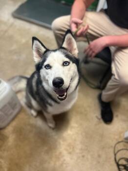 Sasha -  Siberian Husky Dog for Adoption in New Braunfels, Texas - Sasha | PetCurious