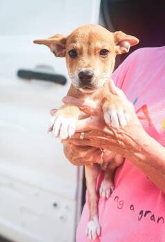 Rio -  Mixed Breed Dog for Adoption in Groveland, Massachusetts - Rio | PetCurious