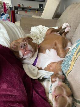 Pit Bull Terrier Dogs Available for Adoption in Brewster, New York - Penny (NY) | PetCurious