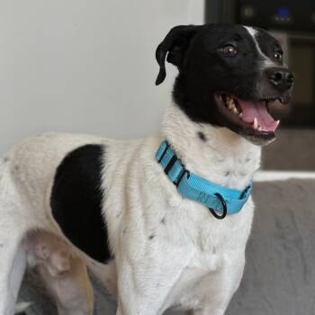 Bentley -  Terrier Dog for Adoption in Baldwin, Maryland - Bentley | PetCurious