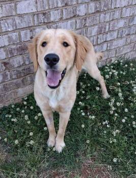 Golden Retriever Dogs Available for Adoption in Hopkinton, Massachusetts - Brock | PetCurious