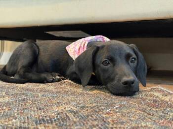 Lilly Loo Cutie Boo -  Black Labrador Retriever and Pit Bull Terrier Dog for Adoption in Friendswood, Texas - Lilly Loo Cutie Boo | PetCurious