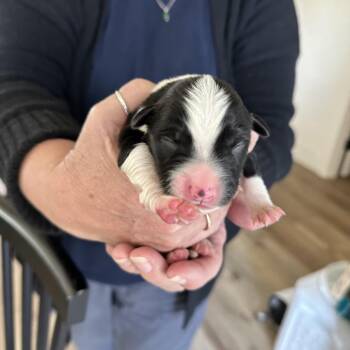 Border Collie Dogs Available for Adoption - Dimple | PetCurious