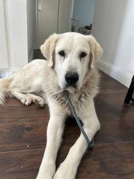 Rescue Mixed Breed Dogs for Adoption in Dallas, Texas - BEAU | PetCurious