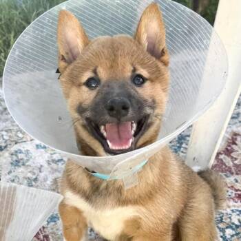Tod -  Shiba Inu Dog for Adoption in Ottawa Hills, Ohio - Tod | PetCurious