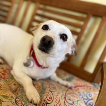 Huera -  Chihuahua Dog for Adoption in Ramona, California - Huera | PetCurious