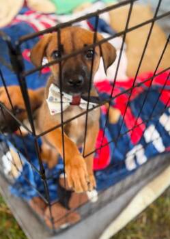 Blake -  German Shepherd Dog Dog for Adoption in Churchville, New York - Blake | PetCurious