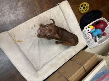 Boston Terrier Dogs Available for Adoption in Council Bluffs, Iowa - Bebop | PetCurious