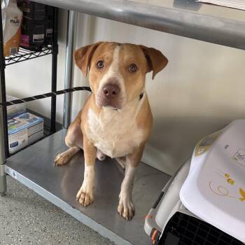 Hammerhead -  Terrier and Mixed Breed Dog for Adoption in Galax, Virginia - Hammerhead | PetCurious