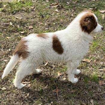 Australian Shepherd Dogs Available for Adoption - Roxy | PetCurious