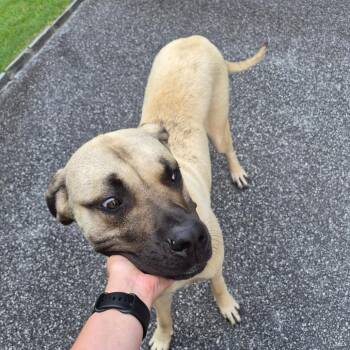 Mixed Breed Dogs Available for Adoption in Columbus, Georgia - 5/23/2026-Stray-RiverRoad | PetCurious