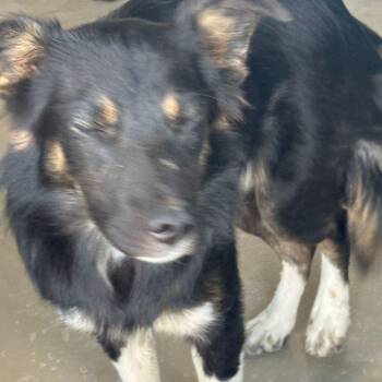 Alex -  Collie Dog for Adoption in Kingman, Arizona - Alex | PetCurious