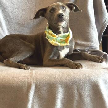 Maggie -  Weimaraner and Mixed Breed Dog for Adoption - Maggie | PetCurious