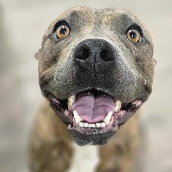 Pit Bull Terrier Dogs Available for Adoption - Sage | PetCurious