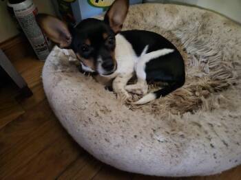 Chihuahua and Rat Terrier Dogs Available for Adoption in Plymouth, Michigan - 339 | PetCurious