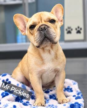 Mr Pickles -  French Bulldog Dog for Adoption in Wheelersburg, Ohio - Mr Pickles | PetCurious