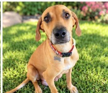 Josie -  Hound and Rhodesian Ridgeback Dog for Adoption in Scottsdale, Arizona - Josie | PetCurious