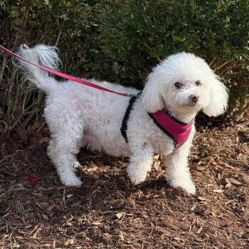 Rescue Bichon Frise and Poodle Dogs for Adoption in Toronto, Ontario - Maggie | PetCurious