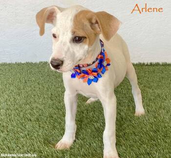 Arlene -  Jack Russell Terrier Dog for Adoption in San Diego, California - Arlene | PetCurious