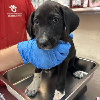 Benny -  Terrier Dog for Adoption in Birmingham, Alabama - Benny | PetCurious