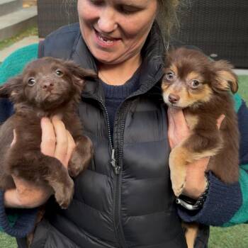 BENJAMIN -  Spaniel and Mixed Breed Dog for Adoption in Richmond, California - BENJAMIN | PetCurious