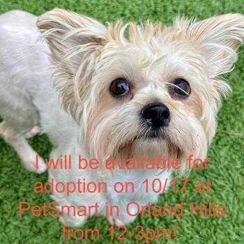 Winnie -  Mixed Breed Dog for Adoption in Matteson, Illinois - Winnie | PetCurious