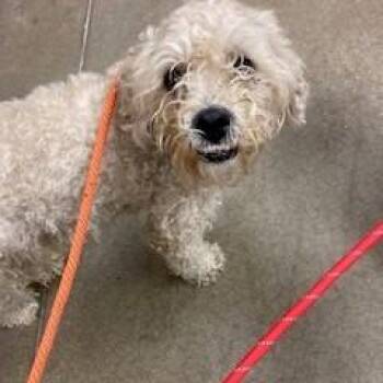 YORK-Stray-16758_2 -  Mixed Breed and Poodle Dog for Adoption in York, Pennsylvania - YORK-Stray-16758_2 | PetCurious