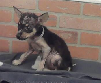 A2084098 -  German Shepherd Dog and Mixed Breed Dog for Adoption in Houston, Texas - A2084098 | PetCurious