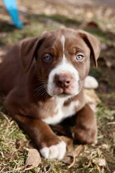 American Staffordshire Terrier Dogs Available for Adoption in Duluth, Minnesota - Bjorn | PetCurious