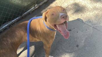 Rexx -  Mixed Breed Dog for Adoption in New York, New York - Rexx | PetCurious