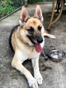 Lady -  German Shepherd Dog Dog for Adoption in Jackson Township, New Jersey - Lady | PetCurious