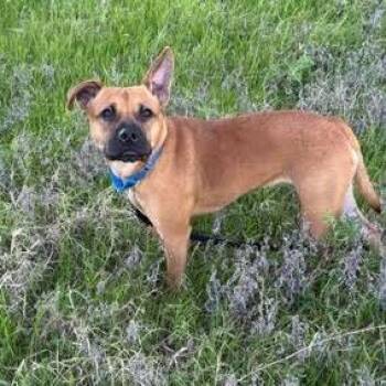 Terrier Dogs Available for Adoption in Bloomfield, Connecticut - Daisy | PetCurious