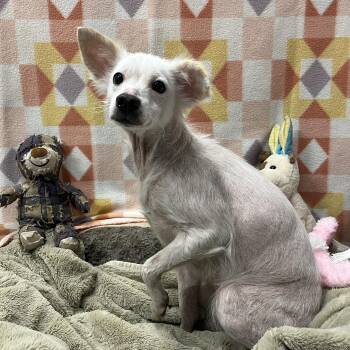 Chihuahua Dogs Available for Adoption in Mckenzie, Tennessee - Bea | PetCurious