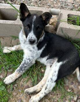 Australian Cattle Dog Blue Heeler Dogs Available for Adoption in Neillsville, Wisconsin - Penguin | PetCurious