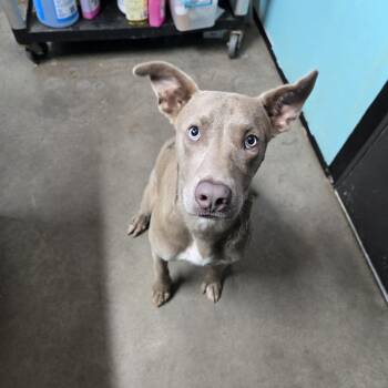 Gilby -  Pit Bull Terrier and Mixed Breed Dog for Adoption in Graham, Texas - Gilby | PetCurious