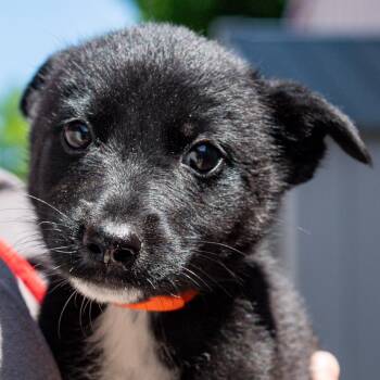 Marshmallow Munch *Avail By Appointment* -  Mixed Breed Dog for Adoption in Kennebunk, Maine - Marshmallow Munch *Avail By Appointment* | PetCurious
