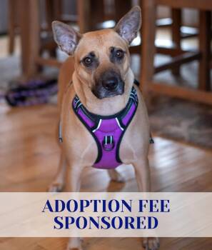 Pit Bull Terrier and Miniature Pinscher Dogs Available for Adoption in Savage, Minnesota - Trace | PetCurious