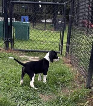 Brittney -  Hound and Mixed Breed Dog for Adoption in Conway, South Carolina - Brittney | PetCurious