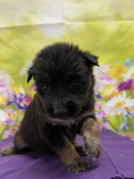 Shepherd and Mixed Breed Dogs Available for Adoption in San Antonio, Texas - Yvette | PetCurious
