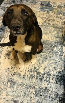 Rescue Chocolate Labrador Retriever Dogs for Adoption in Pottsboro, Texas - Magnolia | PetCurious