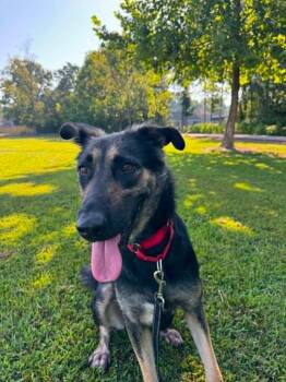 Kimchi Paws -  Shepherd Dog for Adoption in Chattanooga, Tennessee - Kimchi Paws | PetCurious