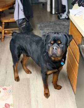 Buddy -  Rottweiler Dog for Adoption in Germantown, Ohio - Buddy | PetCurious