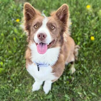 Corgi and Border Collie Dogs Available for Adoption in Dysart, Iowa - Clover  | PetCurious