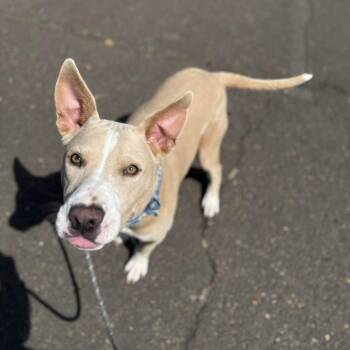 Nova -  Australian Cattle Dog Blue Heeler and Mixed Breed Dog for Adoption in Newberg, Oregon - Nova | PetCurious