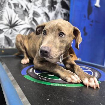 Zilo -  Rhodesian Ridgeback and Labrador Retriever Dog for Adoption in Wahiawa, Hawaii - Zilo | PetCurious