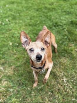 Spunky -  Miniature Pinscher Dog for Adoption in Roseburg, Oregon - Spunky | PetCurious