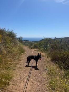 Shepherd Dogs Available for Adoption in Wildomar, California - Luigi | PetCurious